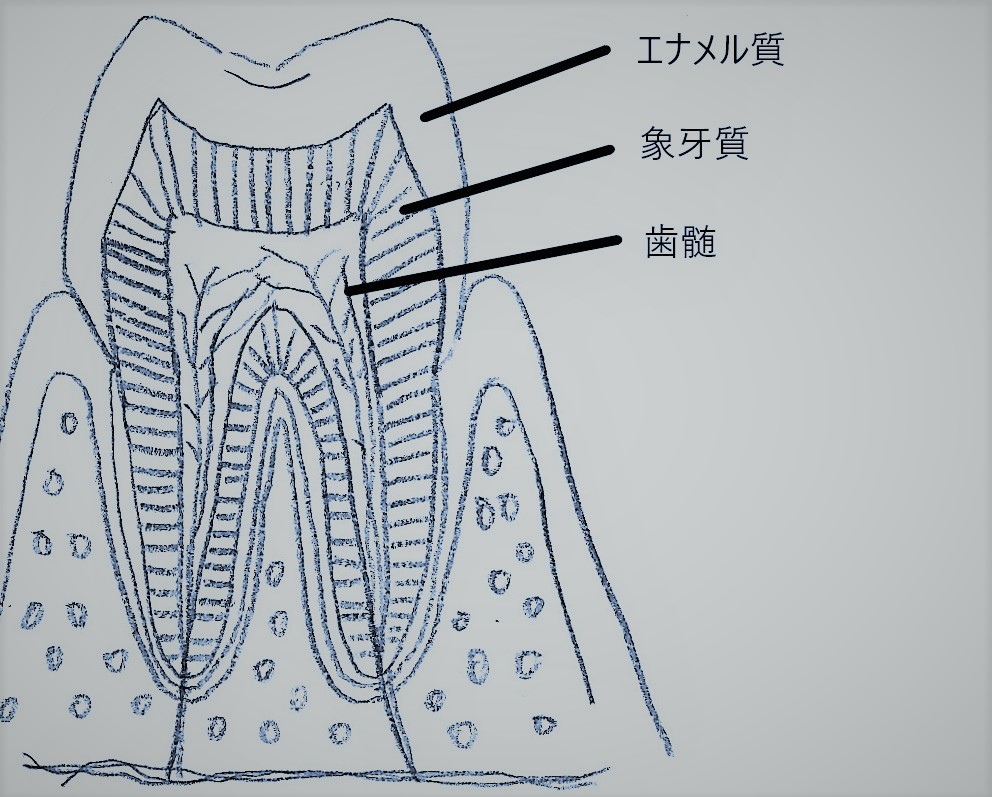 歯の構造